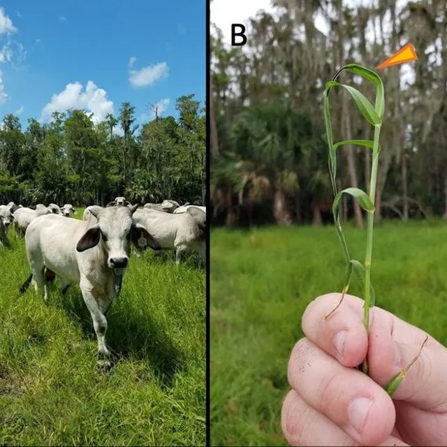 thumbnail for publication: Survey of Mycotoxins Present in Florida Pastures Across Time, Locations, and Grass Species